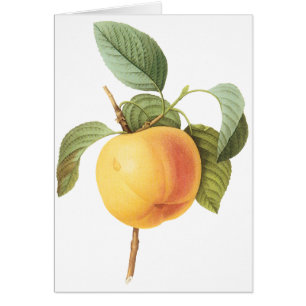 Vintage Fruit Food, Calville Apple par Redoute