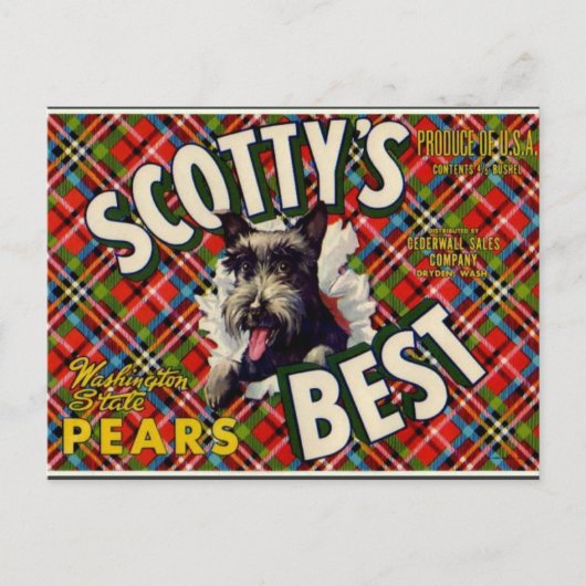 Vintage Funny Scotty Chien Plaid étiquette - carte (Devant)