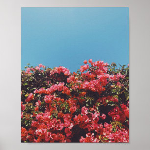 Vintage Geïnspireerde Bougainvillea Flowers Calif Poster