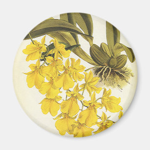 Vintage Gele Oncidium Orchidee, Tropische Bloemen Magneet