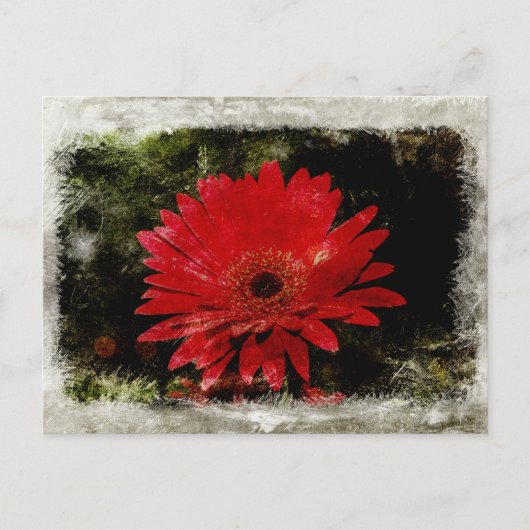 Vintage Gerber Daisy Briefkaart (Voorkant)