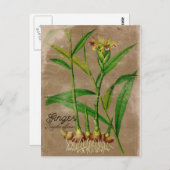 Vintage Ginger Root Plant Briefkaart (Voorkant / Achterkant)