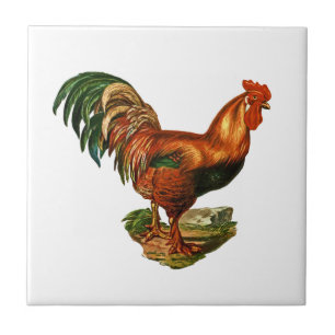 Vintage groene staart veren Rooster Cocreet Tegeltje