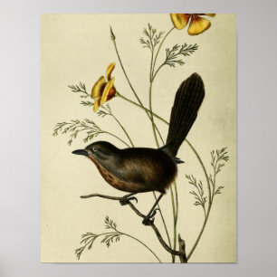 Vintage Ground Wren Poster
