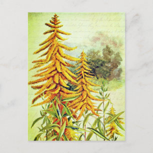 Vintage Guldenroede Gele Amerikaanse Wilde Bloemen Briefkaart