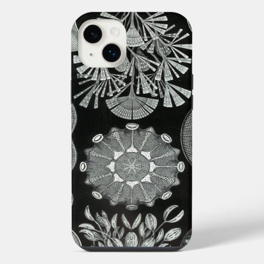 Vintage Haeckel (Verso)