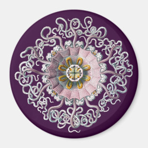 Vintage Haeckel Magneet