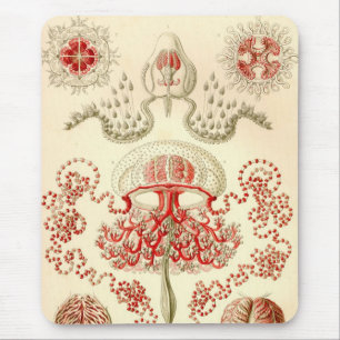 Vintage Haeckel Muismat