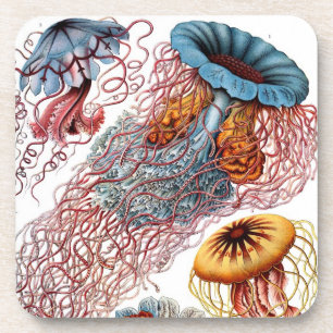 Vintage Haeckel Onderzetter
