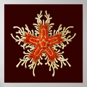  Vintage Haeckel Poster