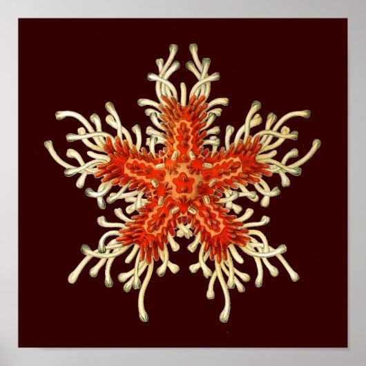 Vintage Haeckel Poster (Voorkant)