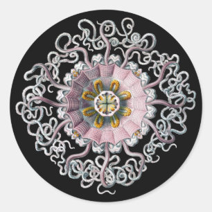 Vintage Haeckel Ronde Sticker