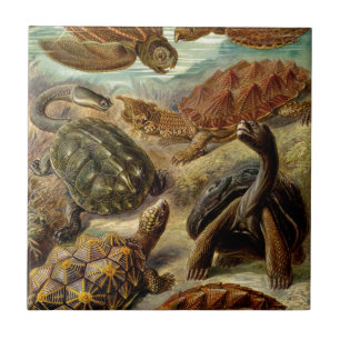 Vintage Haeckel-schildpadden Tegeltje
