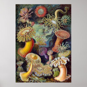 Vintage Haeckel Zeeanemoon Poster