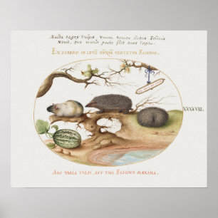 Vintage Hedgehog Poster