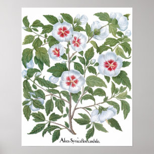 Vintage Hibiscus Bloemen door Basilius Besler Poster