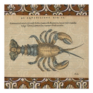 Vintage Illustratie van Kreeft: Kustdamast Perfect Poster