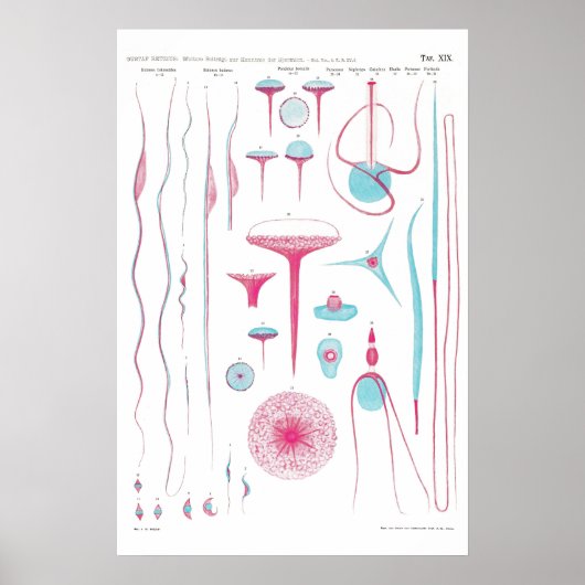 Vintage Illustration Poster (Devant)