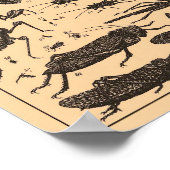 Vintage Insects Poster (Coin)