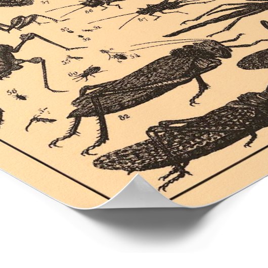 Vintage Insects Poster (Coin)