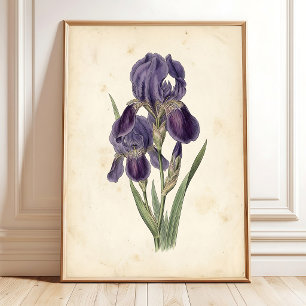 Vintage Iris Boho Canvasprint Poster