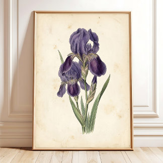 Vintage Iris Boho Canvasprint Poster