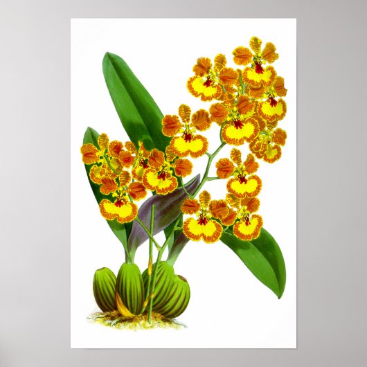Vintage Jaune Orange Fleur - Poster (Devant)