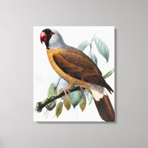 Vintage John Keulemans Mascarene Parrot Canvas Afdruk