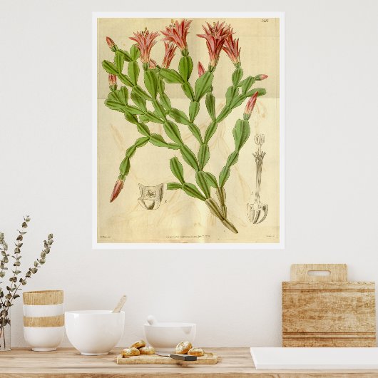 Vintage-kerstcactus Poster (Keuken)