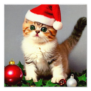 Vintage Kerstkitten in Santa Hat Foto Afdruk