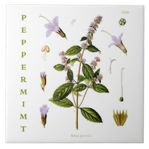 Vintage Keuken: Pepermunt mint plant bloemen Tegeltje