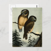 Vintage Kirtlands Owl Briefkaart (Voorkant / Achterkant)