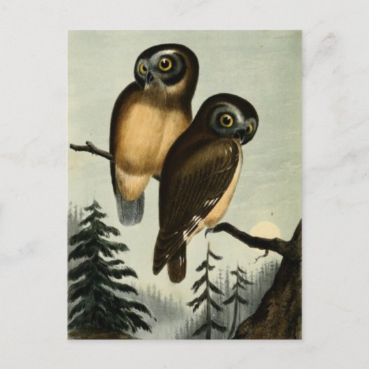 Vintage Kirtlands Owl Briefkaart (Voorkant)