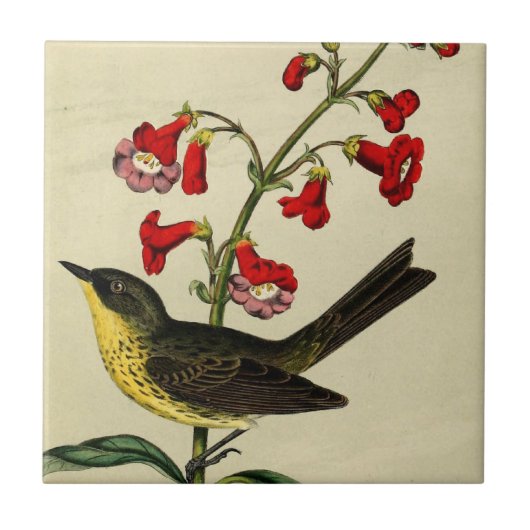 Vintage Kirtlands Warbler Bird Tegeltje (Voorkant)