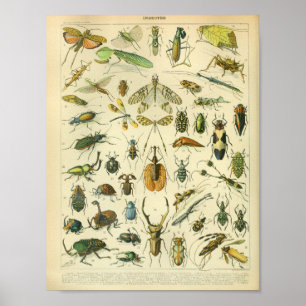 Vintage kleur insecten kunst Print
 Poster