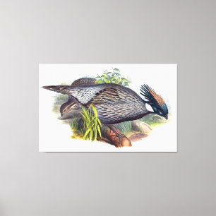 Vintage Koklass-fazant-vogel Canvas Afdruk