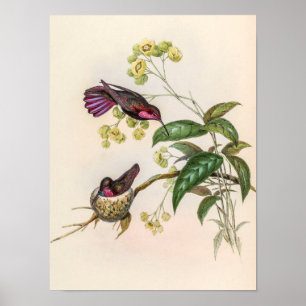 Vintage kolibries door John Gould Poster