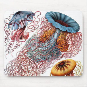 Vintage kwal door Ernst Haeckel, Discomedusae Muismat