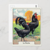 Vintage La Fleche Chicken Briefkaart (Voorkant / Achterkant)