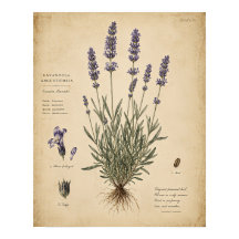 Vintage lavendel botanische kunstprint