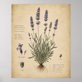 Vintage lavendel botanische kunstprint poster