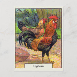 Vintage Leghorn Kip Briefkaart