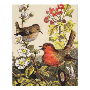 Vintage Lente Roodborst Zangvogels Botanische Bloe Perfect Poster