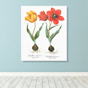 Vintage Lente Tulpen Bloemen door Basilius Besler Canvas Afdruk