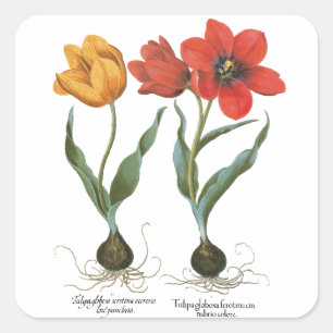 Vintage Lente Tulpen Bloemen door Basilius Besler Vierkante Sticker