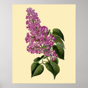 Vintage Lila Bloemen Poster
