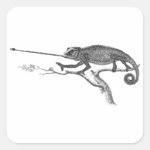 Vintage Lizard Chameleon Illustration Sjabloon Vierkante Sticker