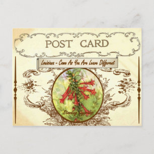 Vintage Louisiana State Flower Postcard Briefkaart