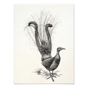 Vintage Lyre Lyrebird Illustration Sjabloon Foto Afdruk