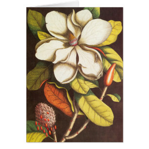 Vintage Magnolia Flowers Plant met zaad